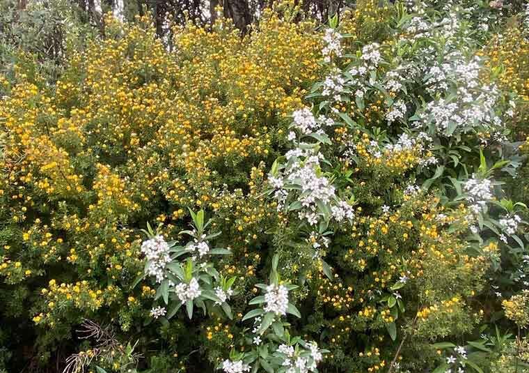 moutain bitter pea native plant at lake mountain