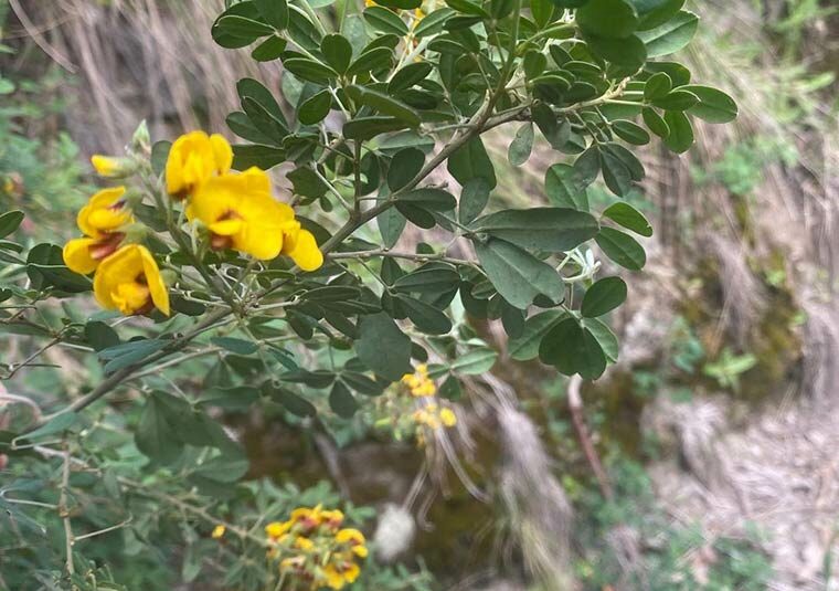 Silky Golden Tip native plant at Lake Mountain
